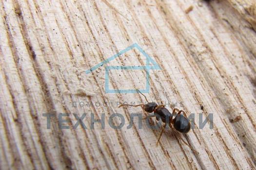 Как избавится от муравьев в каркасном доме: эффективные способы